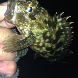 垂水漁港でガシリング！！17時〜21時