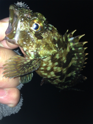 垂水漁港でガシリング！！17時〜21時