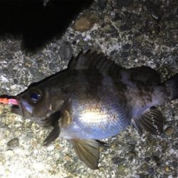 ナイトメバリングゲーム♪