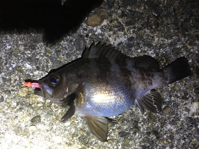 ナイトメバリングゲーム♪