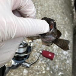 アジング‼︎(釣行 其の四)