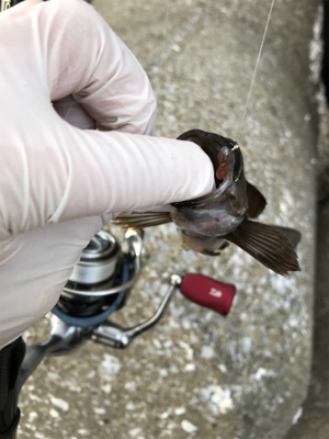 アジング‼︎(釣行 其の四)