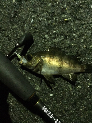 エギング&メバリング