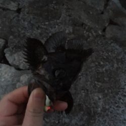 初投稿＆初タックル入魂(*n´ω`n*)