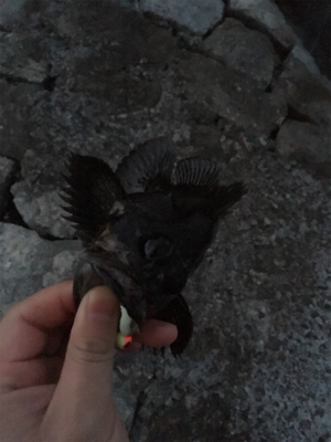 初投稿＆初タックル入魂(*n´ω`n*)