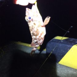 エギングからの