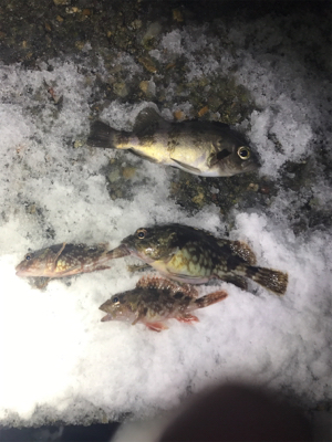 雪の中なんとか