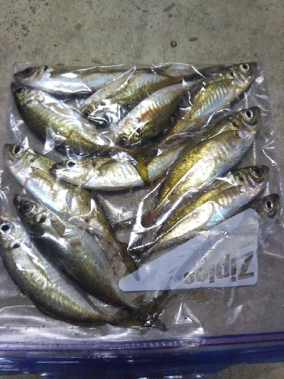 阿南市の椿泊でアジング