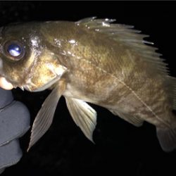 メバリングのちアジング