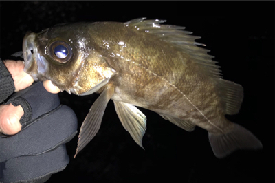 メバリングのちアジング