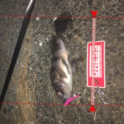 寒い中ランガン