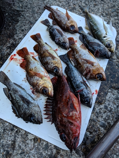 サビキメバル釣り