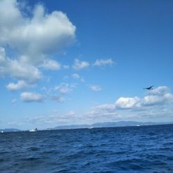 激風激波のち大物