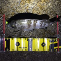 爆風メバリング！