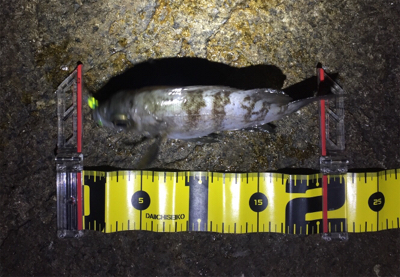 爆風メバリング！