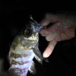 人口島メバリング