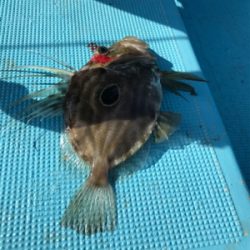 スロージギング