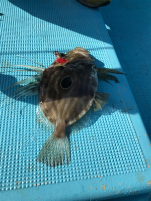 スロージギング