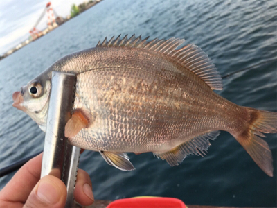 助松埠頭で紀州釣り