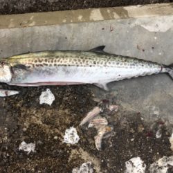 1/14武庫川一文字