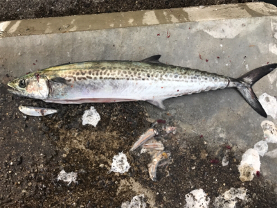 1/14武庫川一文字