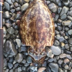 大里松原海岸 ショアジギングでモンゴウイカ1.2kg