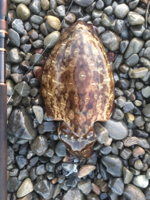 大里松原海岸 ショアジギングでモンゴウイカ1.2kg