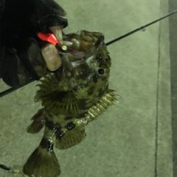 カサゴ釣り