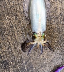 ついにきたーーーーー！