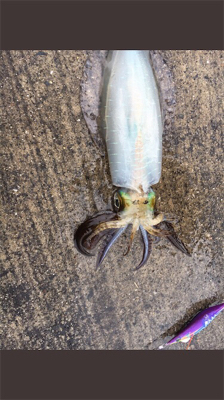 ついにきたーーーーー！