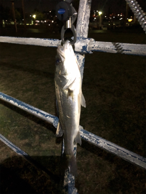 ボラの湧く中、シーバス連続ヒット！