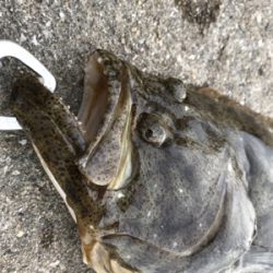 ガシラ狙ってたらヒラメが！