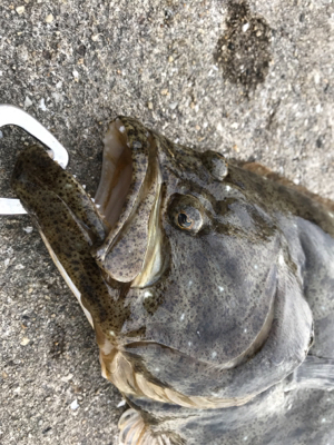 ガシラ狙ってたらヒラメが！