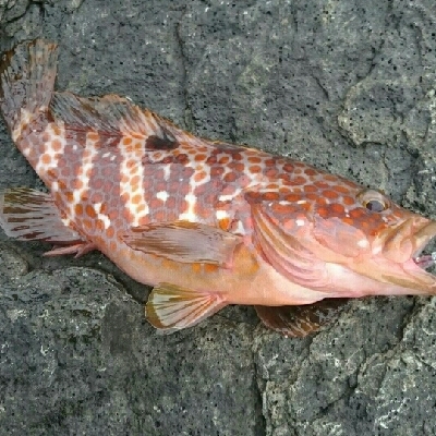 ライトゲーム(*´ω`*)