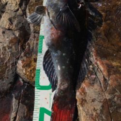 高知県 沖の島 フカセ釣り