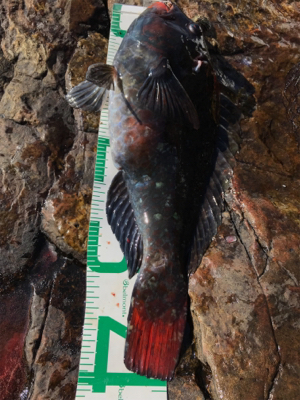 高知県 沖の島 フカセ釣り