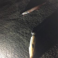 伊根〜舞鶴まで極寒ヤリイカランガンエギング