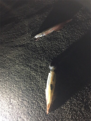 伊根〜舞鶴まで極寒ヤリイカランガンエギング