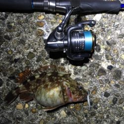 ナイトメバリングゲーム☆