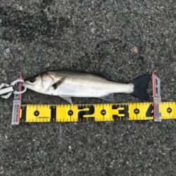 エビ撒きで、ハネ‼︎