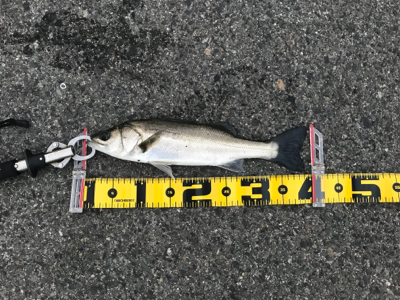 エビ撒きで、ハネ‼︎