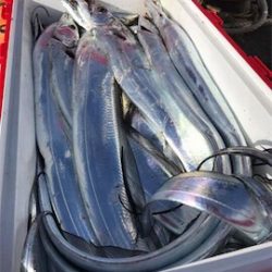 タチウオテンヤ@かなすび釣果