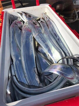 タチウオテンヤ@かなすび釣果