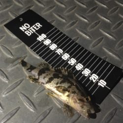 メバリングでタケコノメバルの幼魚？