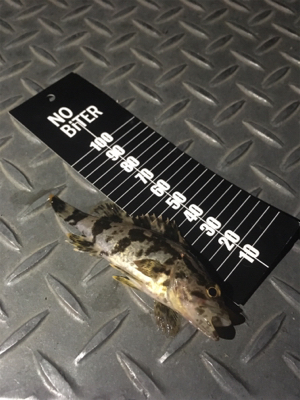 メバリングでタケコノメバルの幼魚？