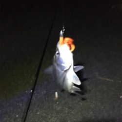 とりあえず釣れた！