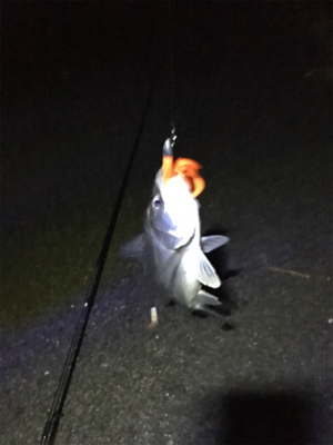 とりあえず釣れた！