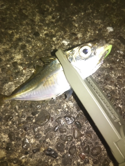 阿南市の椿泊でアジング