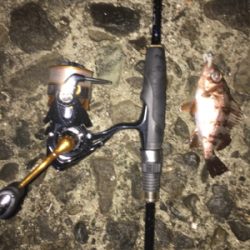 初アジングで人生最大○○