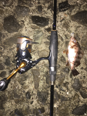 初アジングで人生最大○○